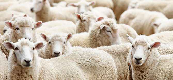 Öze Dönüş Savaş Madurları İçin Kurban Bağışı Kampanyası Başlattı.